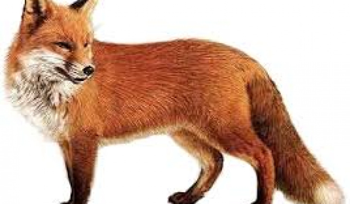 Fotka - Na ul. Kráľovská bola spozorovaná líška